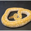 블루아이