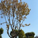 어린이의정원유치원 | 아이 둘과 평일에 다녀온 용산 어린이 정원 후기