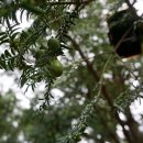 천년비자 이미지