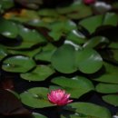 각화제(각화저수지) 이미지