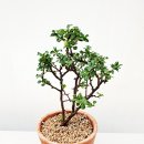 매화시장 이미지