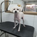 개똥아부탁해 이미지