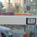 쁘띠멍멍 이미지