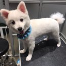 두유네 애견미용실 이미지