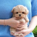 도그플러스 동물병원(미유펫 대구점) 이미지