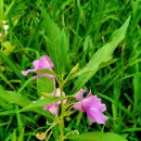 정발산로 이미지