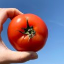 땡그리나 이미지