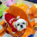 독스앤휴먼 이미지