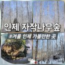 대장나무숲놀이터 | 지구놀이터 눈꽃여행 2일차 - 겨울 인제 가볼만한곳 자작나무숲