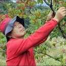 산수유고장