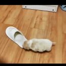 댕댕이아지트 이미지