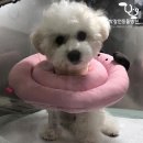 박창언 동물병원 이미지