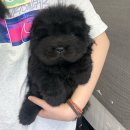 꾸미독 동탄애견미용 | 동탄애견분양 차우차우분양 새로운가족 차우차우를 만난 이야기