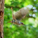 딱따구리 이미지