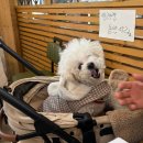 큰골3 | 양평반려동물동반맛집 큰골 보리밥 칼국수 강아지랑 다녀온 내돈내산 후기