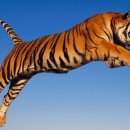 개와고양이 반려동물원 이미지