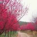 환상의 섬 이미지