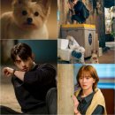 사랑스럽개 이미지