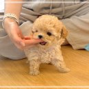 청라호수동물메디컬센터 | 청라강아지분양 포메라니안 입양후기