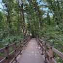 시민의숲산책로1-1 이미지