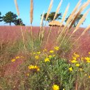조천농장 이미지