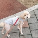 슈나우펫 이미지