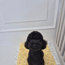 거창하개 이미지