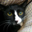 하일동물병원 이미지