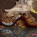 마이차우 이미지