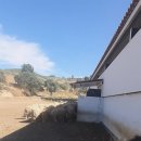 올리브 농장 이미지