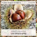 연화농원 | 강화 연화농원에서 아이와 함께 가을 밤줍기 체험 후기
