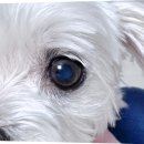 아이케어동물병원 | 강아지 눈 영양제 백내장 관리 추천 효과 부작용