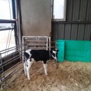 정동목장 이미지