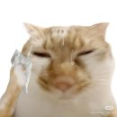 묘냥묘냥 | 메리크리스마스 (1개월 전)