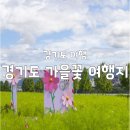 석정수정원 | 10월 천일홍부터 핑크뮬리까지! 놓치지 말아야 할 경기도 가을꽃 여행지 BEST 6