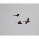 오리 날다 이미지