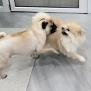 치즈 애견유치원&애견호텔 이미지