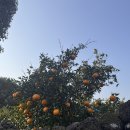 스테이 리네 이미지