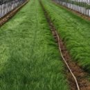 서산기쁨농장 | 6시내고향 서산 달래 홍보장사만만세 농가