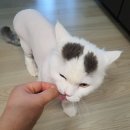 고양이무마취미용 냥지곤지 이미지