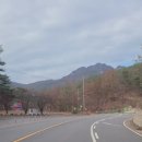 젤루느린달팽이 이미지