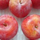 내당농산 이미지