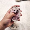 달펫 소동물샵 이미지