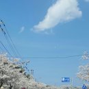 강릉 경포대 벚꽃구경 이미지