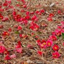 옥포대첩기념공원 이미지