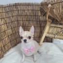 아롱애견미용실 이미지