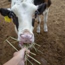 청신목장 이미지