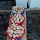 재란농장 이미지