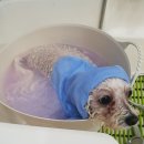 알콩달콩 펫살롱 이미지