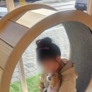 퍼피짱 대도점 이미지